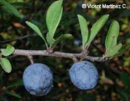 Sloe fruits 