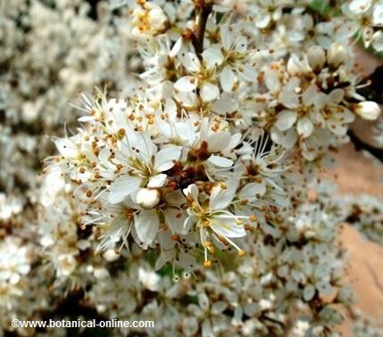 Photo of blackthorn flowers