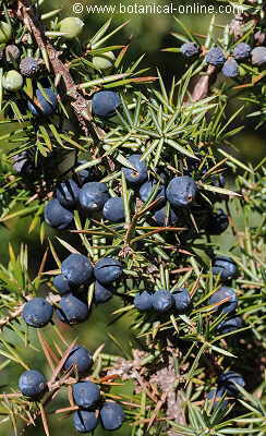 Juniper with ripe fruits and leaves