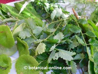 salad with edible wild plants. 