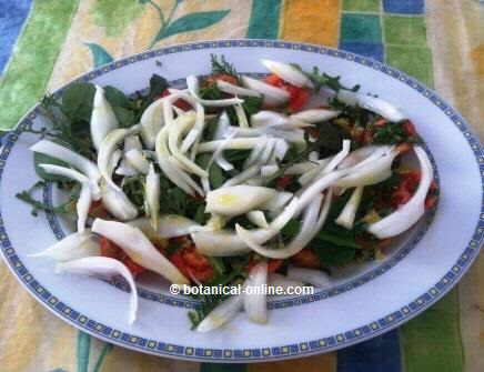 Herbs salad with dandelion