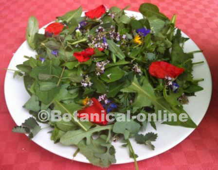 sowthistle salad