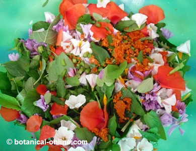 wild leaves, flowers and fruits salad