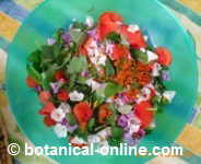 Salad with wild leaves and flowers