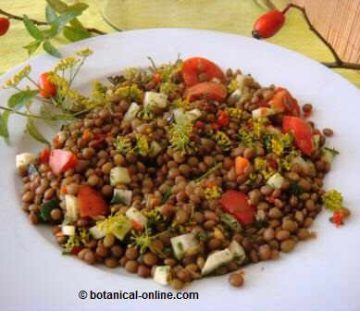 Lentils salad