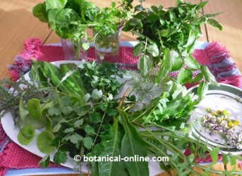 salad with edible wild plants.