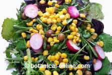 Corn and radish salad