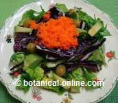 Carrot and red cabbage salad