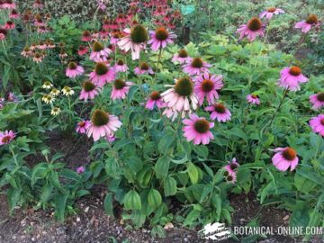 echinacea