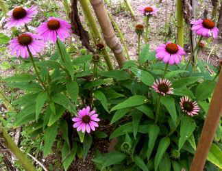 echinacea