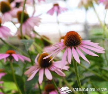 Echinacea flowers