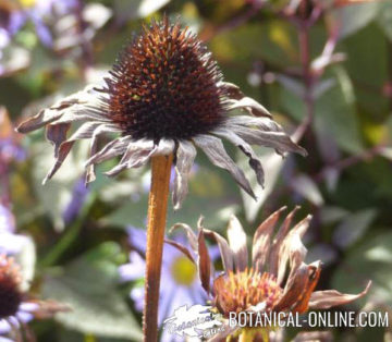 Echinacea dry flower