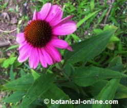 Echinacea