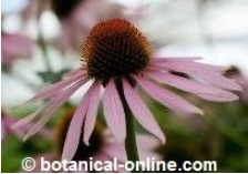 echinacea tinture