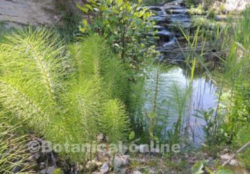 Horsetail