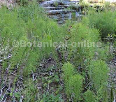 Field horsetail