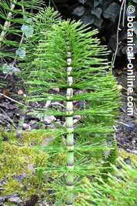 Horsetail plant