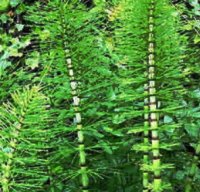 horsetail for decoctions