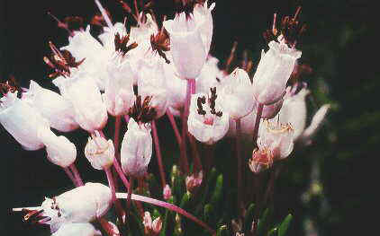 Winter heather flower (Erica multiflora)