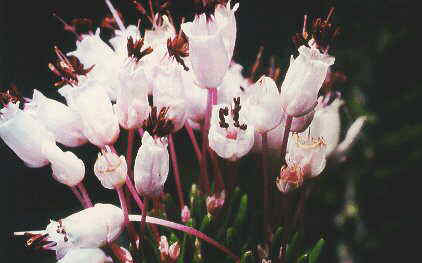 Erica multiflora