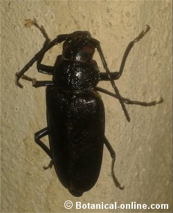 Great capricorn beetle