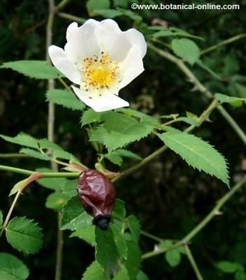 rose hip fruit and flower