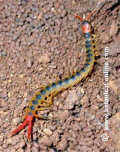 Megarian banded centiped