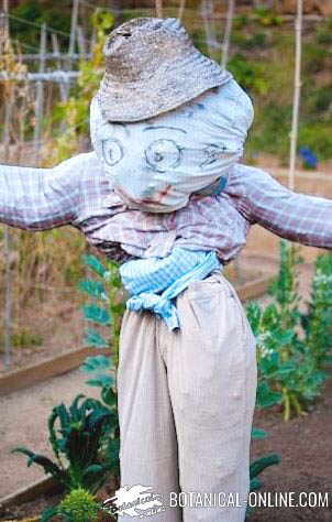 A scarecrow in a garden