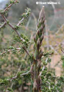 wild asparagus