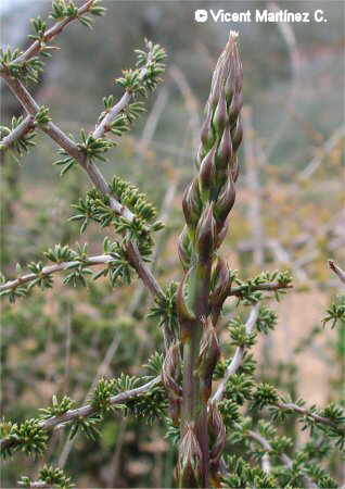  asparagus plant.