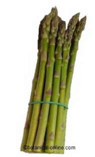 asparagus