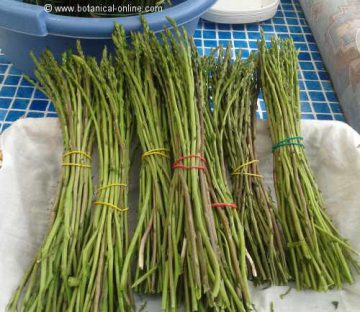 Wild asparagus