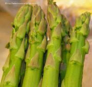 asparagus