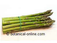 asparagus