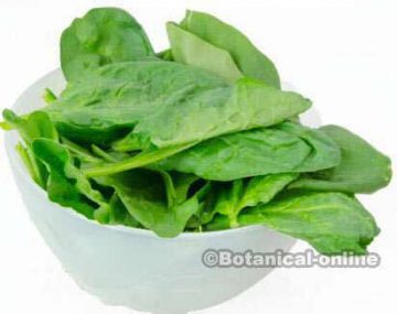 bowl of spinach