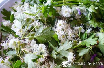 white hawthorn flowering tips