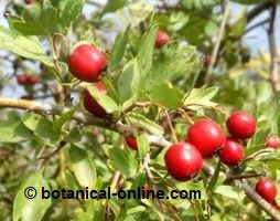 Fruits of hawthorn 