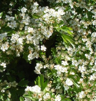 white hawthorn flowers