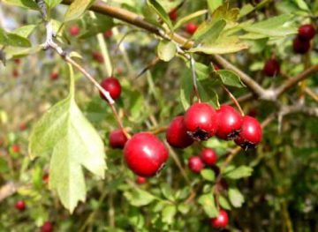 Crataegus oxyacantha