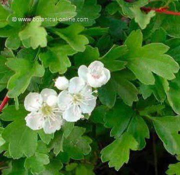 white hawthorn 