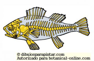 fish skeleton