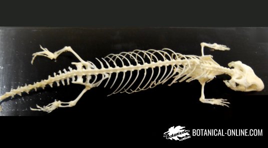 reptile skeleton