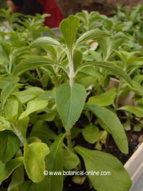 stevia plant