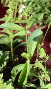 stevia plant