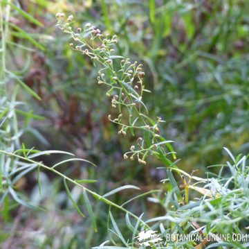tarragon