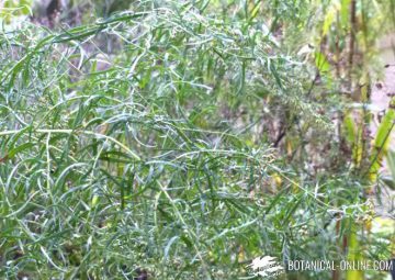 Tarragon plant