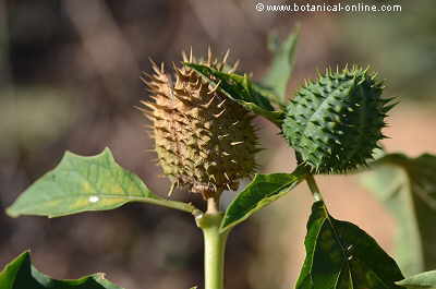 capsules of thorn apple