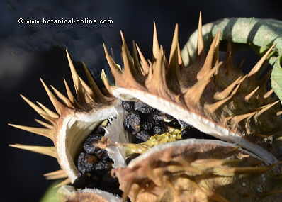 Photo of thorn apple seeds