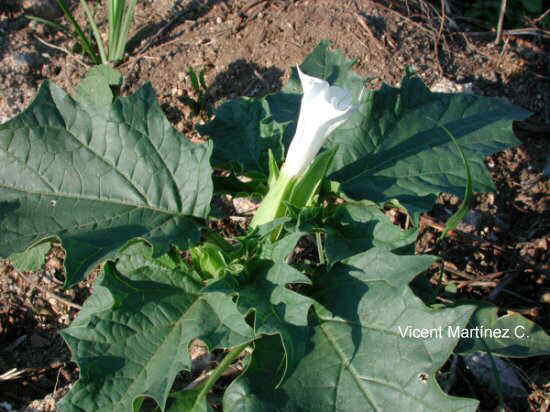 Thorn-apple plant