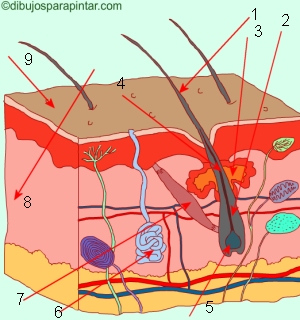 hair structure